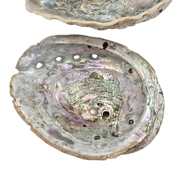Abalone Shells Set of 2 Decorative Ocean-Themed Home Décor Art Pieces JE252 - Picture 2 of 13